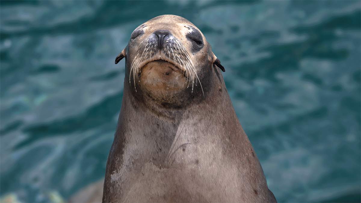 Sea lion basking in the sun at SeaWorld in Orlando, Florida, USA